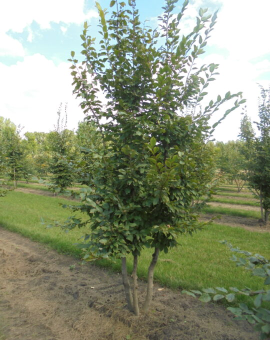 Carpinus betulus meerstammig meerstammig Moleneind A2