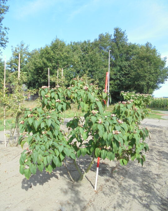 Clerodendrum trichotomum meerstam 200-250