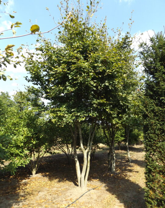 Fagus sylvatica