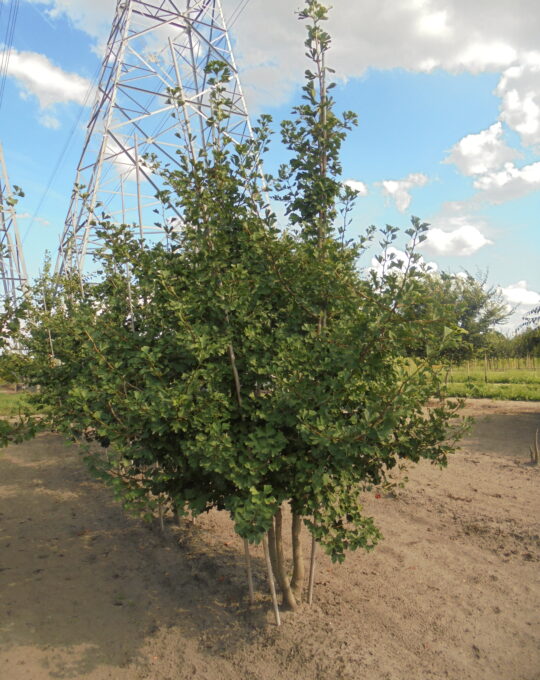 Ginkgo biloba meerstammig van Kroonenburg