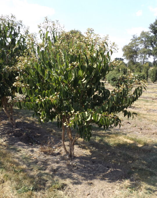 Heptacodium miconioides