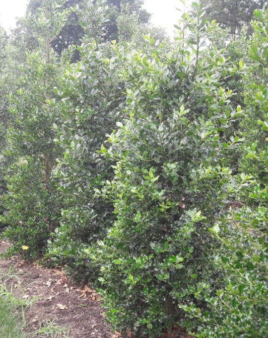 Ilex aquifolium