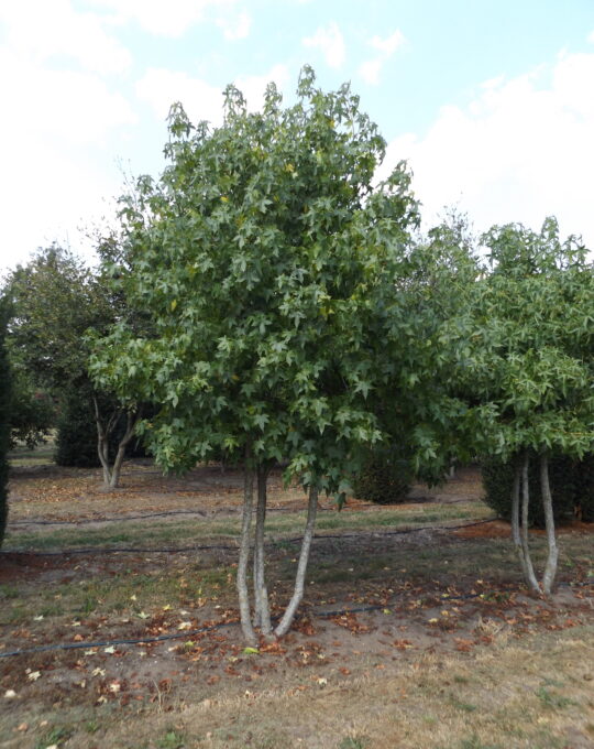 Liquidambar styraciflua