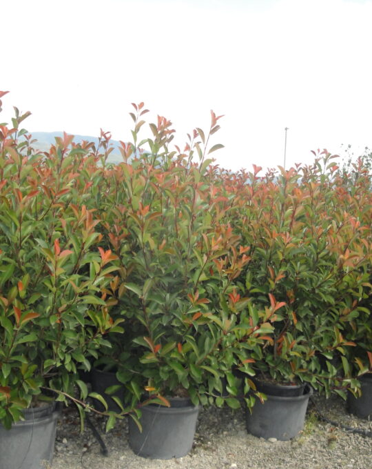 Photinia Red RObin 160-180