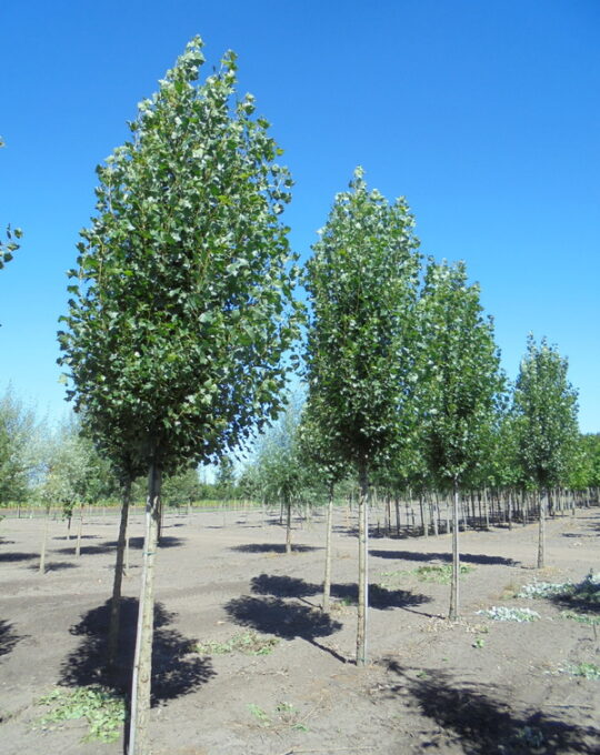 Populus-nigra-Italica