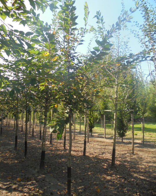 Prunus-Accolade