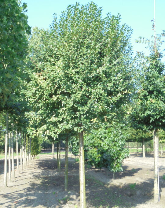 Prunus eminens ‘Umbracilifera’