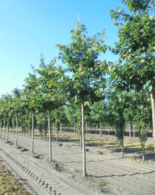 Prunus-serrulata-Shirotae