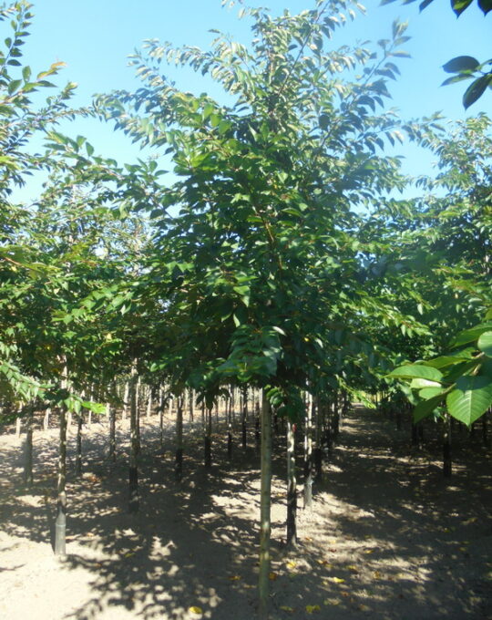 Prunus-yedoensis