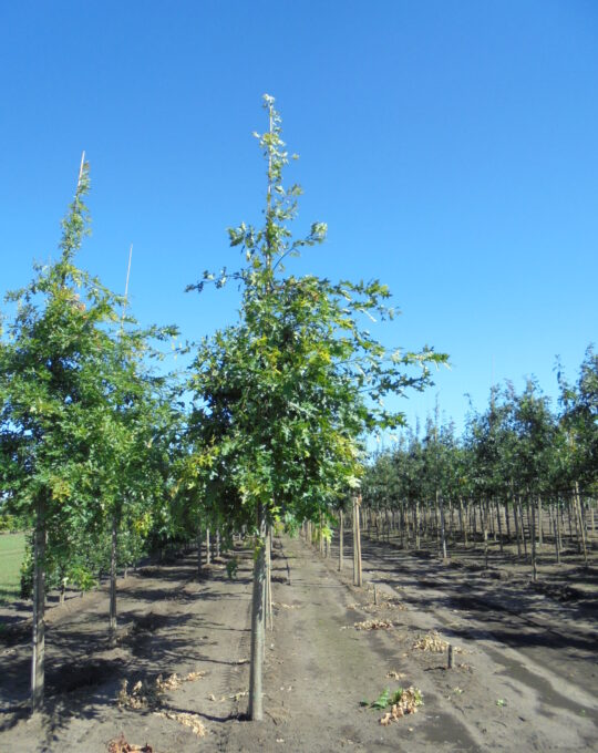 Quercus palustris 16-25 Moleneind C 2