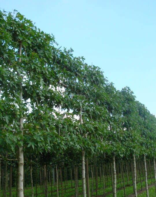 lei liquidambar