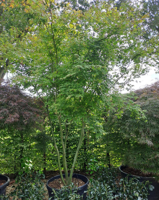 Acer palmatum meerstam (2)