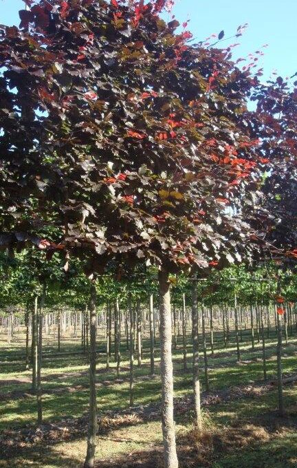 Fagus sylvatica ‘Atropunicea’ leivorm (1)